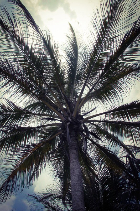 Caribbean palm tree