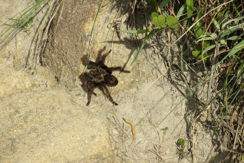 Rather large spider on Florianopolis