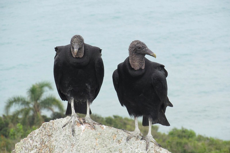 Vultures, Florianopolis