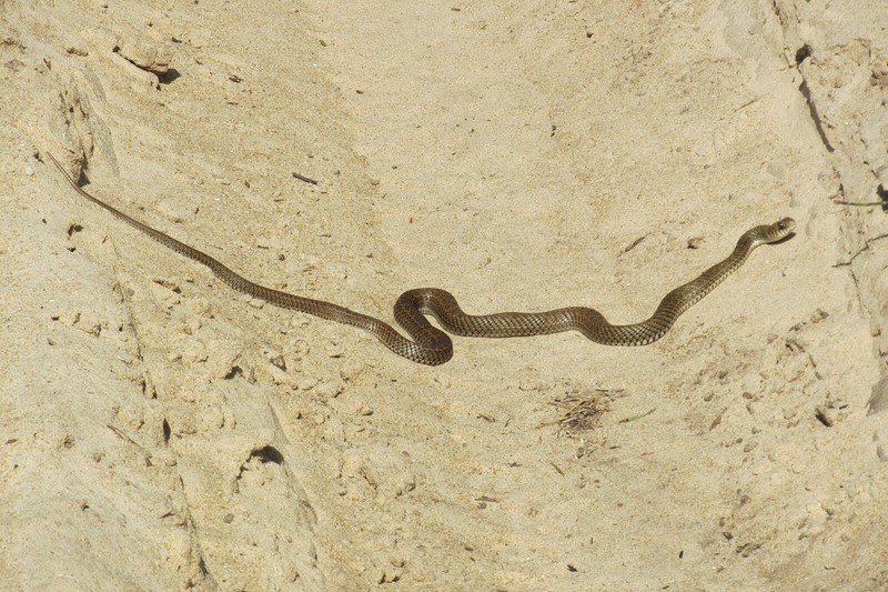 Unidentified snake 