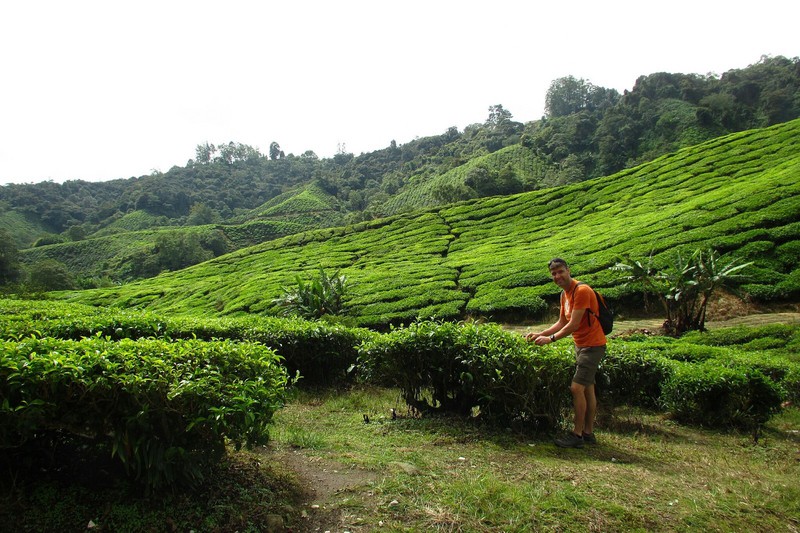 Ross was pretty pleased to see miles and miles of tea plantations after his months of coffee drinking in South America
