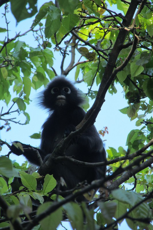 Some of the wildlife at Penang National Park. A silvered leaf monkey enjoying lunch