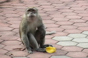 Monkey steals banana