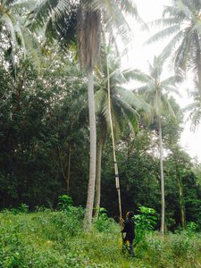Coconut harvesting