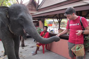 Feeding the elephant cucumbers