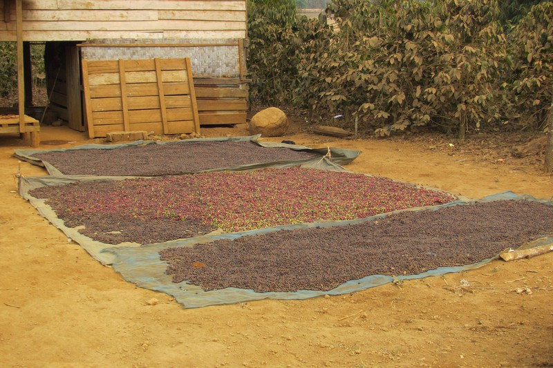 Coffee drying out in the sun on the Bolaven Plateau