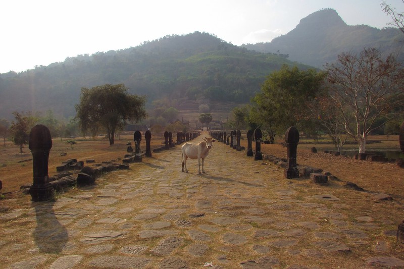 Wat Phu guarded by a cow