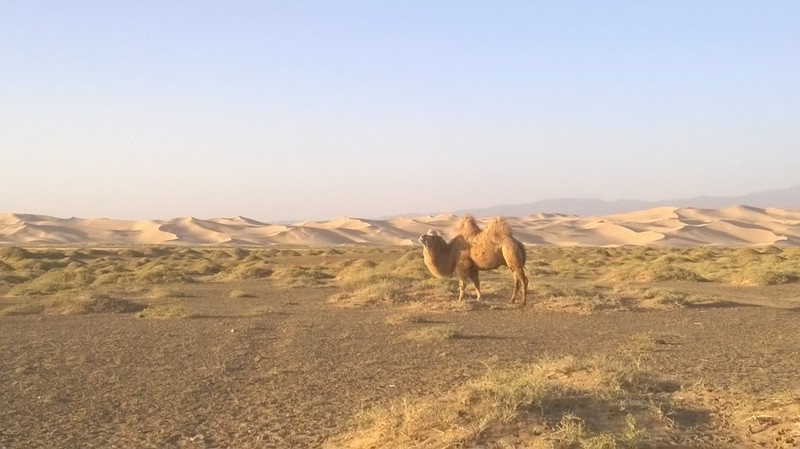 Camel in the Gobi
