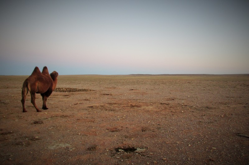 Gobi camel watches sunset