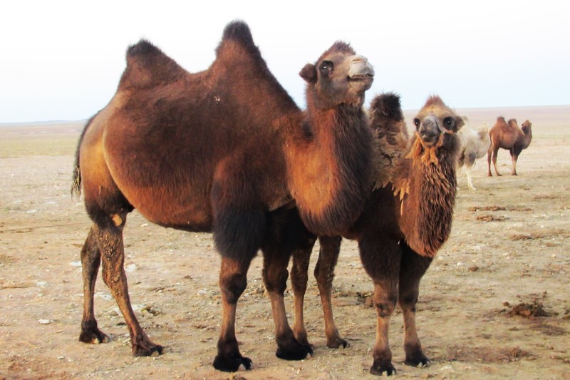Gobi camels