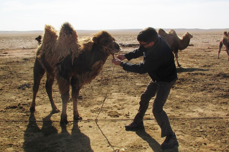 Ross tentatively releases a baby camel as the last one tried to spit in his face