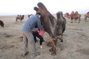 Ross milks a camel