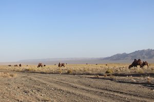 Camels in the South Gobi