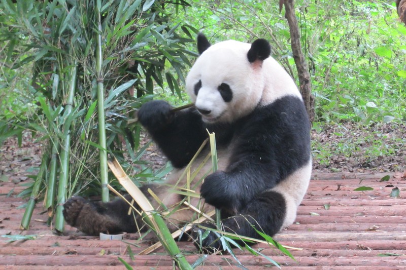 A panda enjoying his breakfast