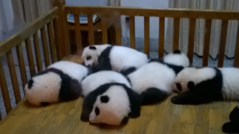 New panda arrivals