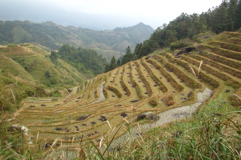 The Dragon's Backbone Rice Terraces