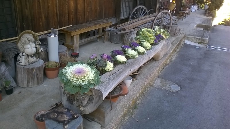 Decorative cabbages