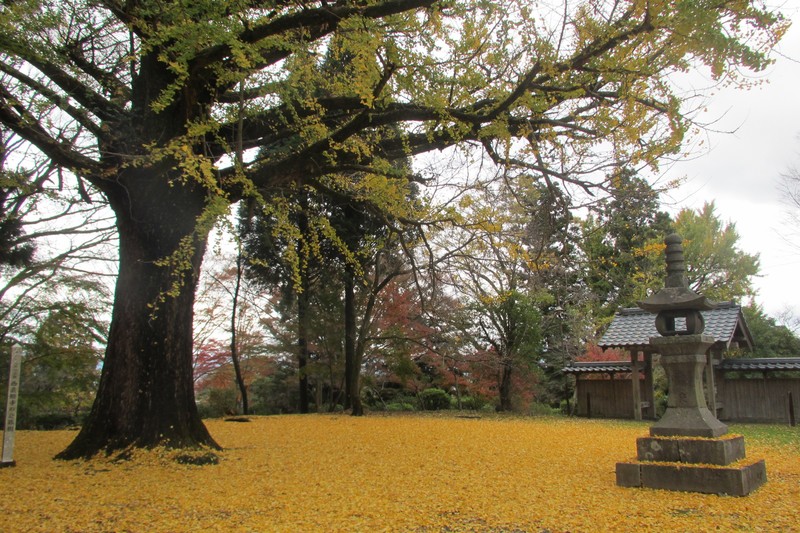 Yellow leaves of the Ginkgo (?) tree