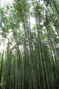 Kyoto, bamboo forest