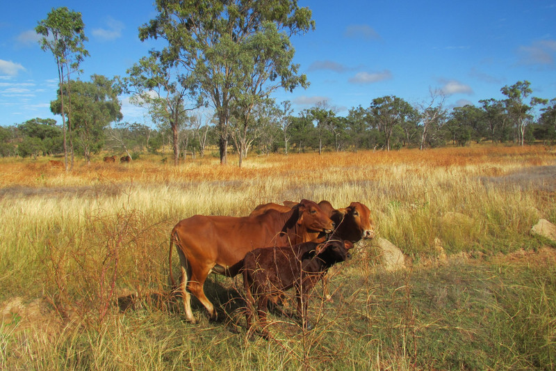 Outback cows