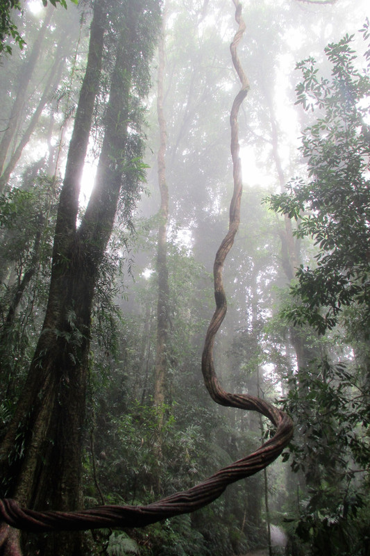 A Gondwana rainforest