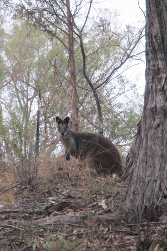 Brush tailed wallaby