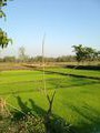 Rice fields-so peaceful!