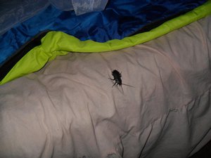 Bug in my bed