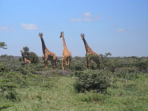 Giraffes nearby 
