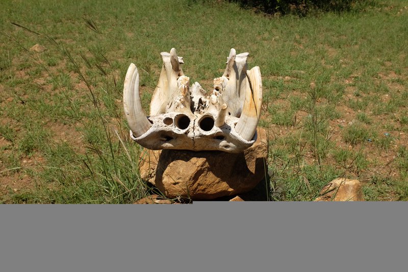 A Hippo jaw