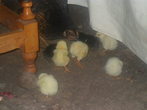 new chicks
