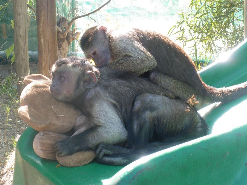 Chino & Rafiki capuchins 