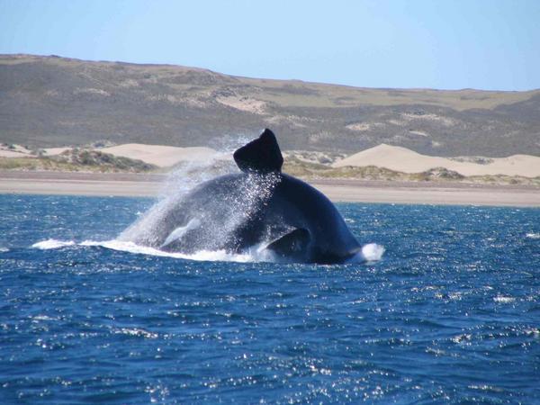 The Right Whale