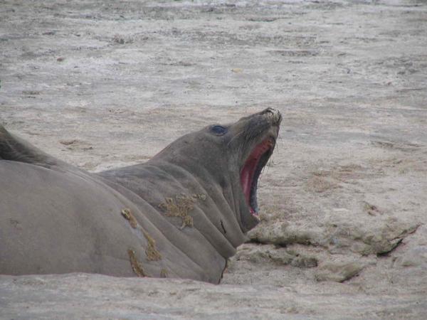 elphant seals 