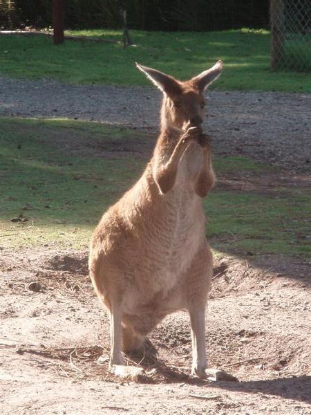 A Kangaroo (obviously!)