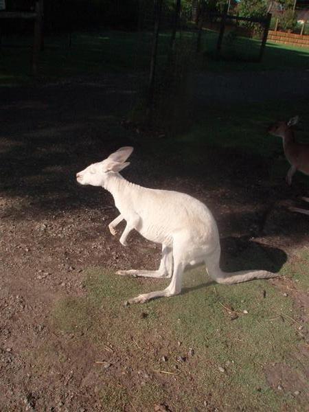 A white kangaroo