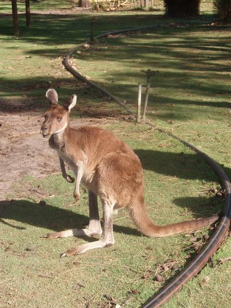 another kangaroo 