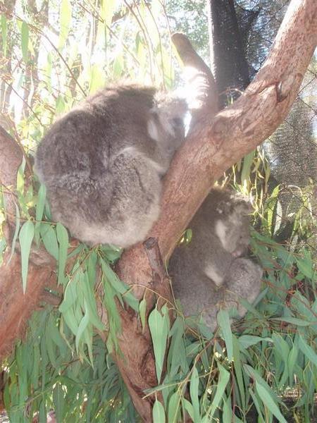 Sleepy Koalas
