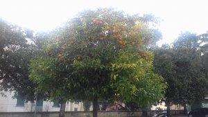 Bitter orange tree in La Spezia