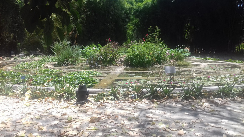 The pond containing the three plants 