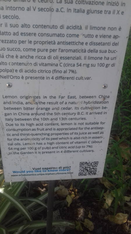 Information about lemon trees 