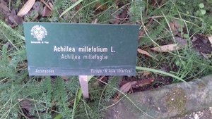 Example of how plants are named