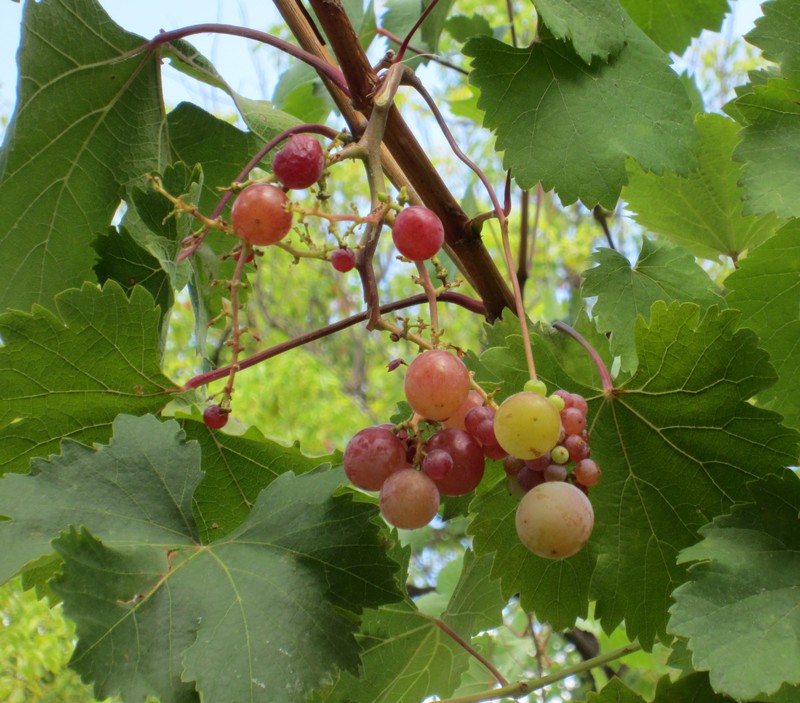 grapes in 2nd vineyard