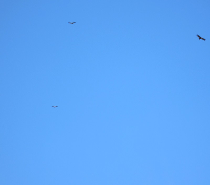 three condors in the sky