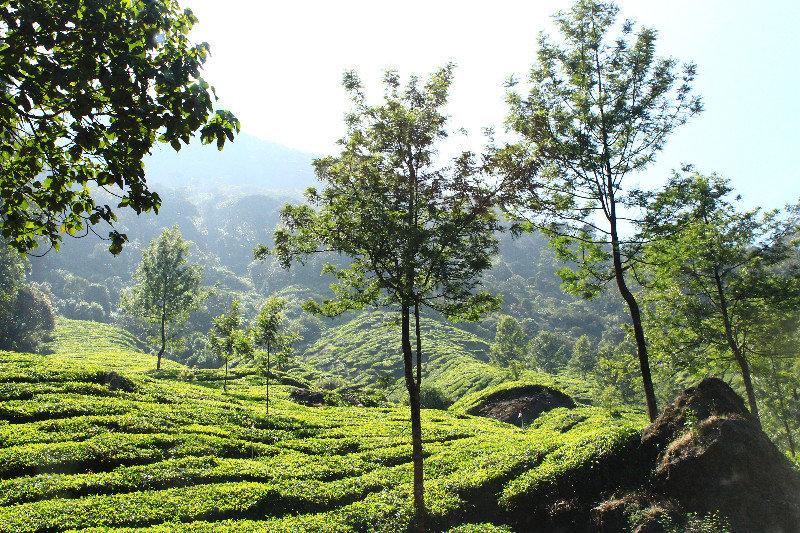 More tea plantations