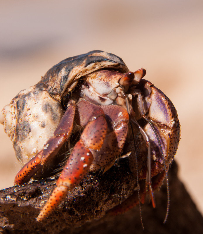 Hermit crab with a hell of a pinch. Ouch!