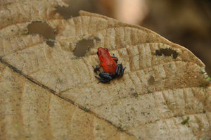 Strawberry dart frog
