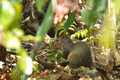 Agouti in the undergrowth