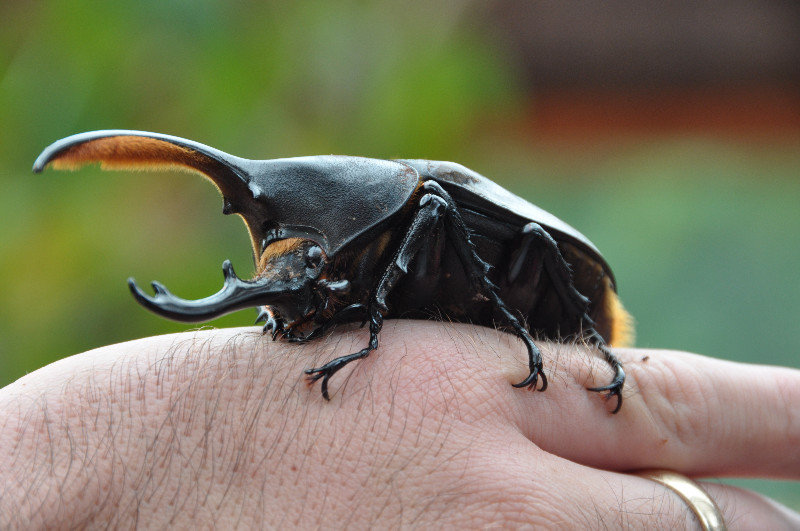 Male Hercules beetle