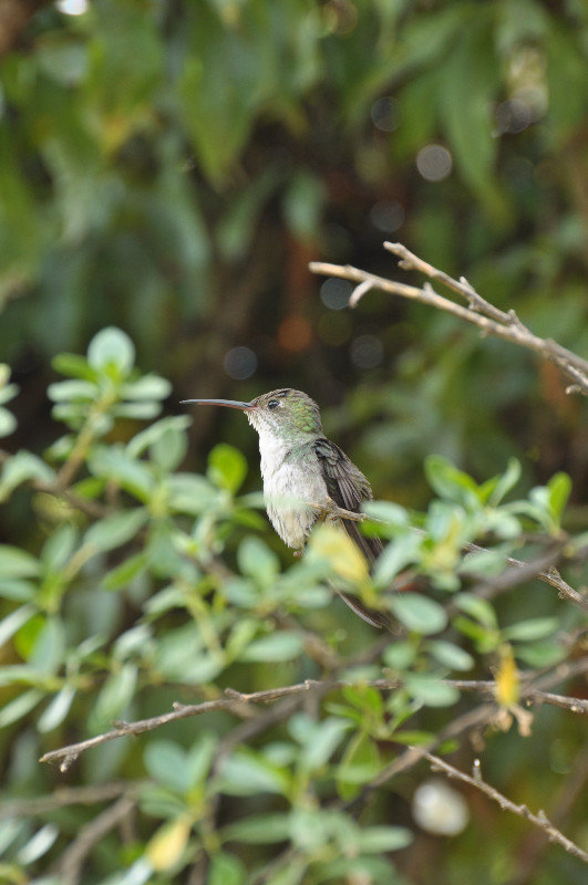 Our friendly neigbourhood humming bird